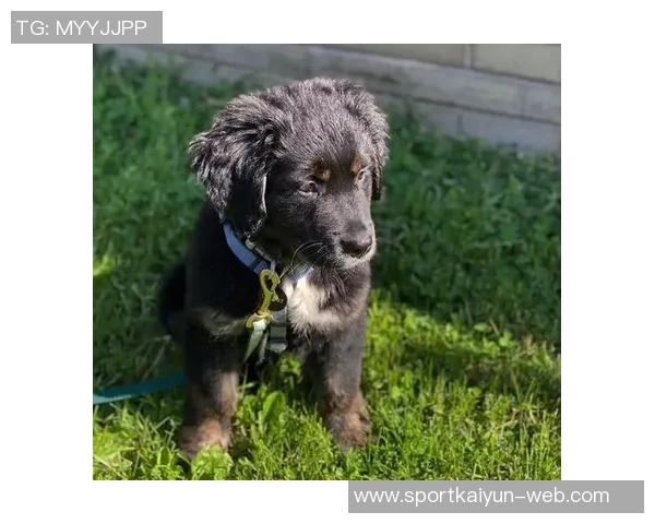 张伯霖分享摇篮舞庆祝喜讯家中爱犬迎来两只可爱小狗出生 张伯霖分享摇篮舞庆祝喜讯家中爱犬迎来两只可爱小狗出生